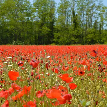 Pet Friendly In Ar Hébergement de vacances Bagnoro